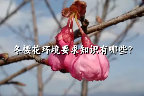 冬樱花环境要求知识有哪些？