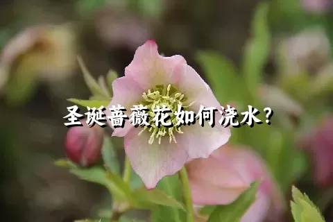 圣诞蔷薇花如何浇水？
