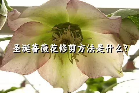 圣诞蔷薇花修剪方法是什么？