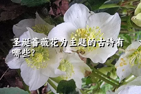 圣诞蔷薇花为主题的古诗有哪些？