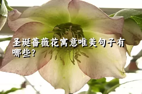圣诞蔷薇花寓意唯美句子有哪些？
