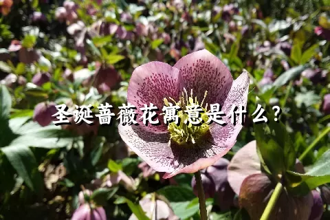 圣诞蔷薇花寓意是什么？