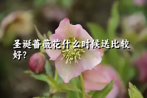 圣诞蔷薇花什么时候送比较好？