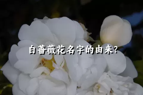 白蔷薇花名字的由来？
