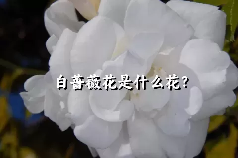 白蔷薇花是什么花？