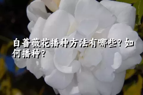 白蔷薇花播种方法有哪些？如何播种？