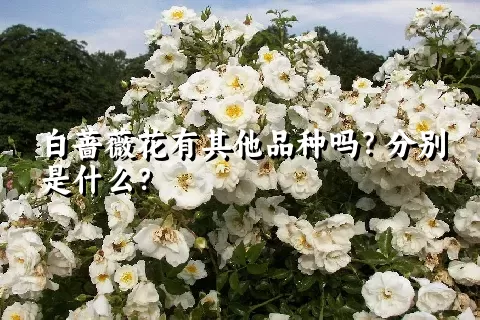 白蔷薇花有其他品种吗？分别是什么？