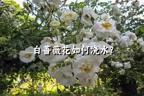 白蔷薇花如何浇水？