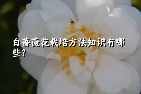 白蔷薇花栽培方法知识有哪些？