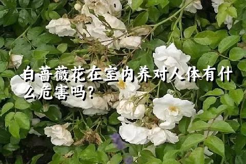 白蔷薇花在室内养对人体有什么危害吗？