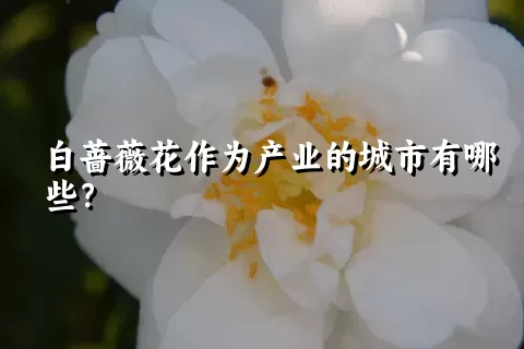 白蔷薇花作为产业的城市有哪些？