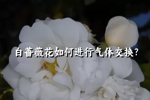 白蔷薇花如何进行气体交换？
