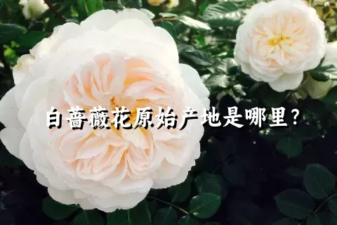 白蔷薇花原始产地是哪里？