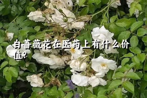 白蔷薇花在医药上有什么价值？