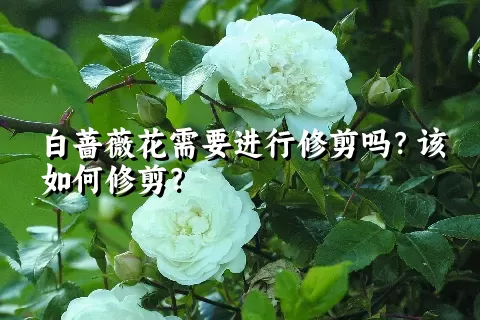 白蔷薇花需要进行修剪吗？该如何修剪？