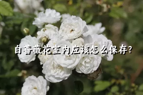 白蔷薇花室内应该怎么保存？