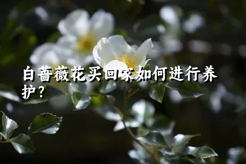 白蔷薇花买回家如何进行养护？