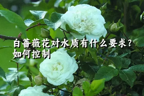 白蔷薇花对水质有什么要求？如何控制