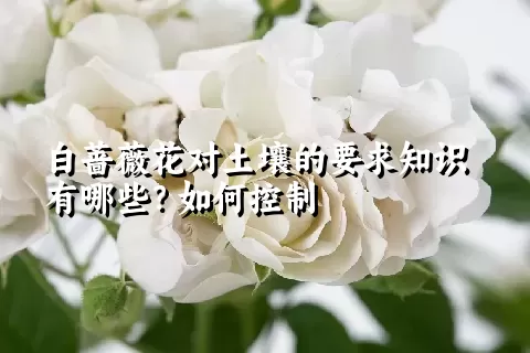 白蔷薇花对土壤的要求知识有哪些？如何控制