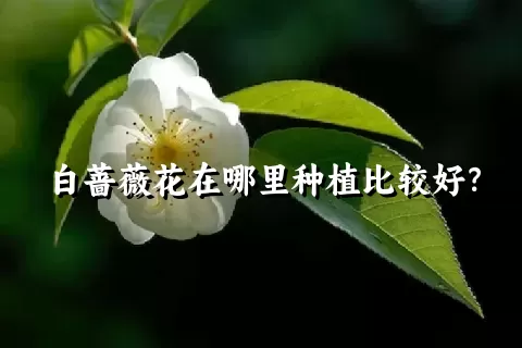 白蔷薇花在哪里种植比较好？