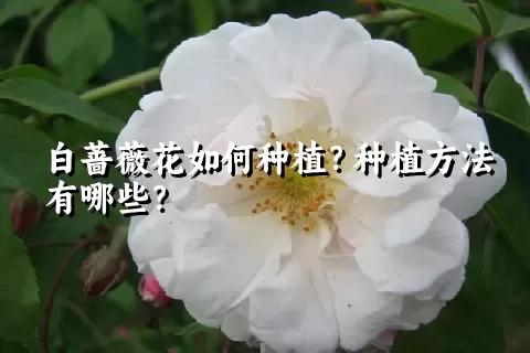 白蔷薇花如何种植？种植方法有哪些？