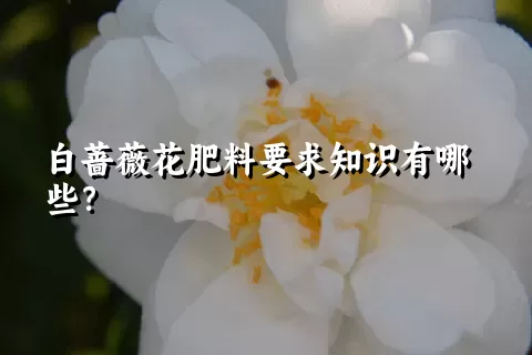 白蔷薇花肥料要求知识有哪些？