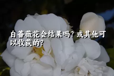白蔷薇花会结果吗？或其他可以收获的？
