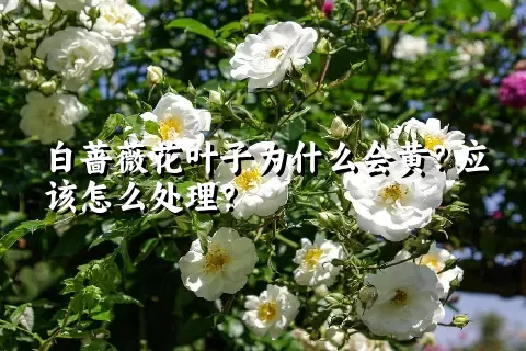 白蔷薇花叶子为什么会黄？应该怎么处理？