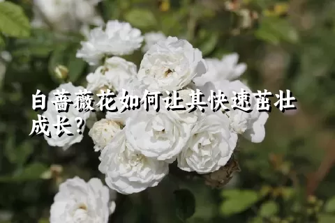 白蔷薇花如何让其快速茁壮成长？