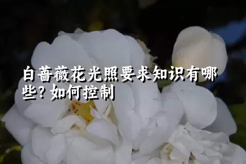 白蔷薇花光照要求知识有哪些？如何控制