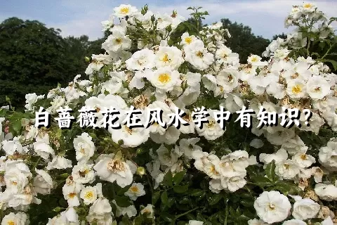 白蔷薇花在风水学中有知识？