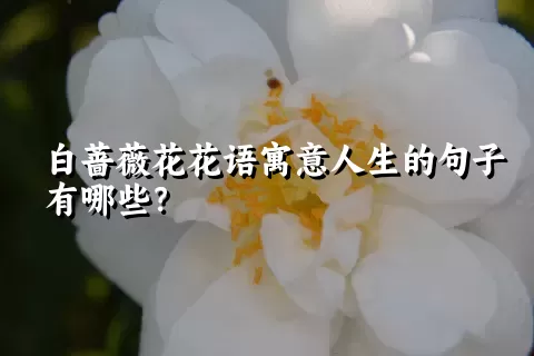 白蔷薇花花语寓意人生的句子有哪些？
