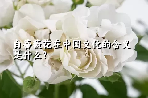 白蔷薇花在中国文化的含义是什么？