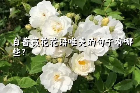 白蔷薇花花语唯美的句子有哪些？