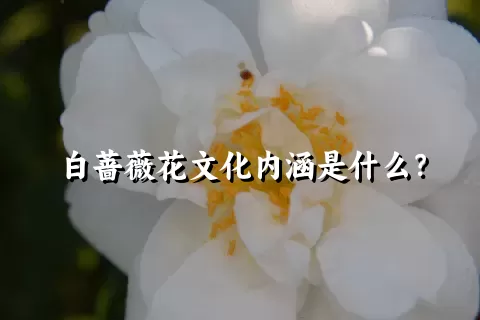白蔷薇花文化内涵是什么？