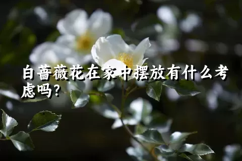 白蔷薇花在家中摆放有什么考虑吗？