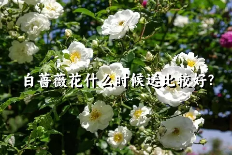 白蔷薇花什么时候送比较好？