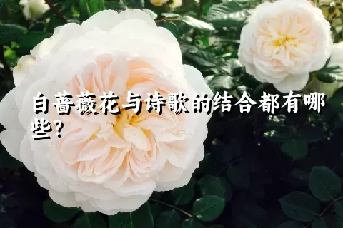 白蔷薇花与诗歌的结合都有哪些？