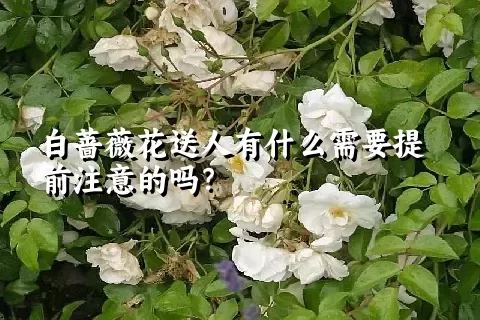 白蔷薇花送人有什么需要提前注意的吗？
