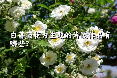 白蔷薇花为主题的诗歌作品有哪些？