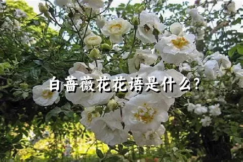 白蔷薇花花语是什么？