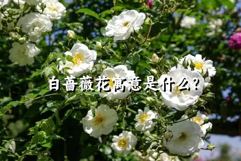 白蔷薇花寓意是什么？