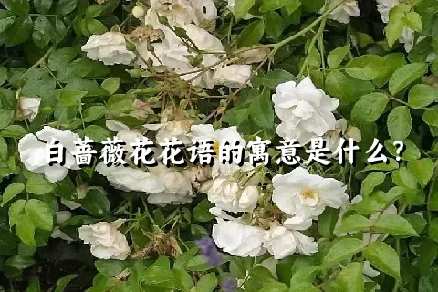 白蔷薇花花语的寓意是什么？