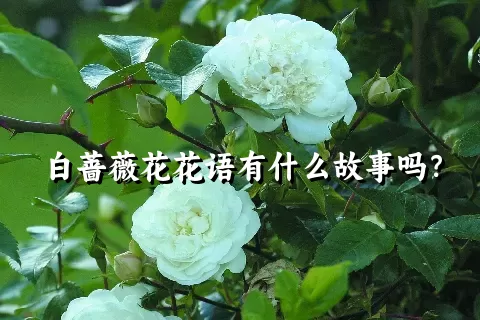 白蔷薇花花语有什么故事吗？