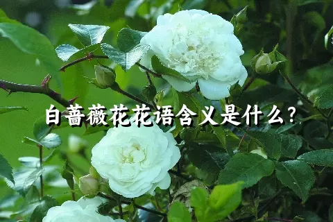 白蔷薇花花语含义是什么？