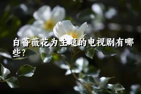 白蔷薇花为主题的电视剧有哪些？