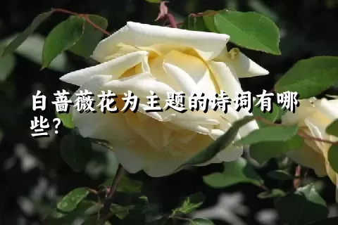 白蔷薇花为主题的诗词有哪些？