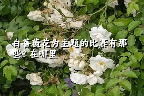 白蔷薇花为主题的比赛有那些？在哪里