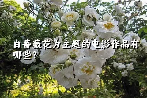白蔷薇花为主题的电影作品有哪些？