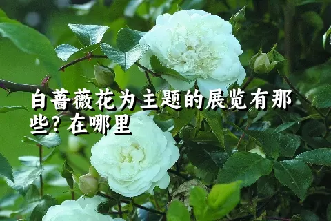 白蔷薇花为主题的展览有那些？在哪里